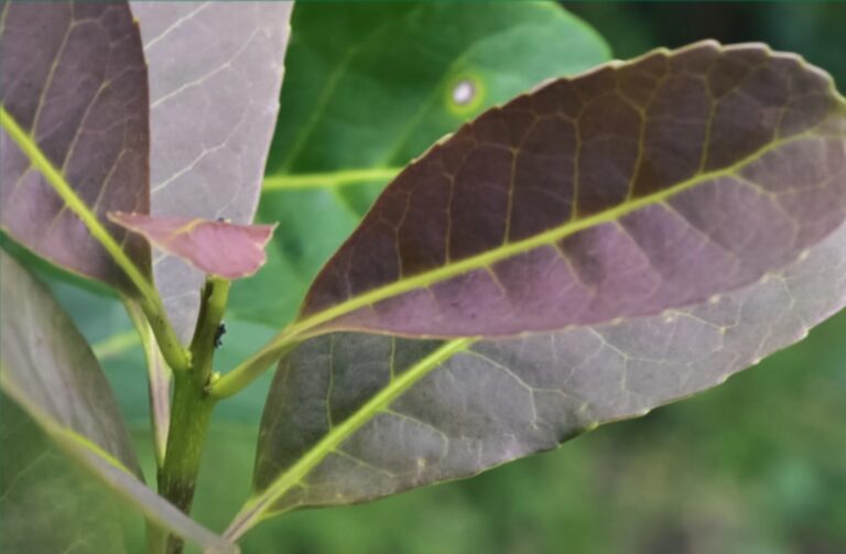 cultivo